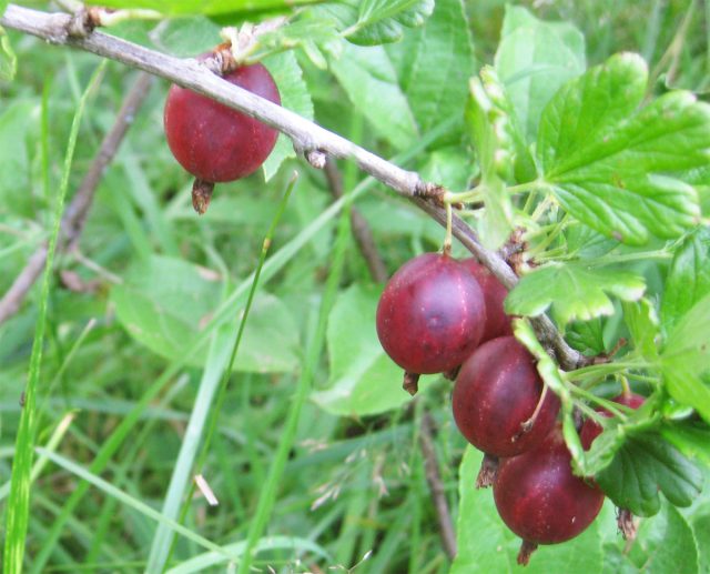 Крыжовник "Русский" Крыжовник "Русский"