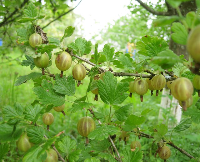 Крыжовник "Русский жёлтый" Крыжовник "Русский жёлтый"