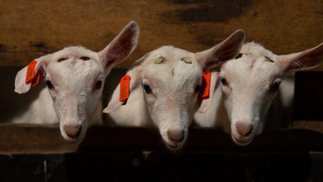 Наблюдайте за козлёнком, пока раны от прижигания полностью не затянутся Наблюдайте за козлёнком, пока раны от прижигания полностью не затянутся