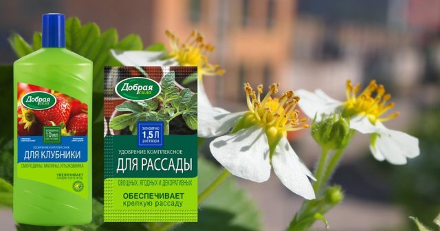 Во время активного роста и плодоношения растения необходимо подкармливать раз в 2-3 недели удобрением Добрая сила для клубники, земляники, малины, смородины, крыжовника Во время активного роста и плодоношения растения необходимо подкармливать раз в 2-3 недели удобрением Добрая сила для клубники, земляники, малины, смородины, крыжовника