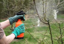 Самые частые и опасные ошибки при обработке сада от вредителей