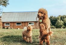 Топ 10 самых умных пород собак