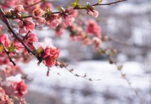 Весенняя драгоценность: удивительное разнообразие айвы японской, или хеномелеса