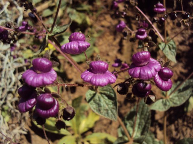 Кальцеолярия пурпурная (Calceolaria purpurea) Кальцеолярия пурпурная (Calceolaria purpurea)