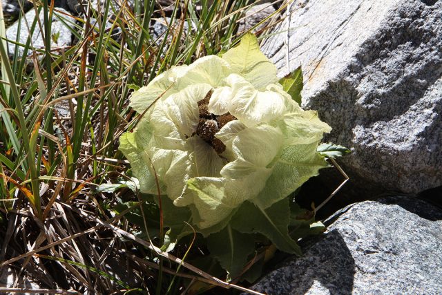 Соссюрея обёрнутая (Saussurea involucrata), или "Снежный лотос" Соссюрея обёрнутая (Saussurea involucrata), или "Снежный лотос"