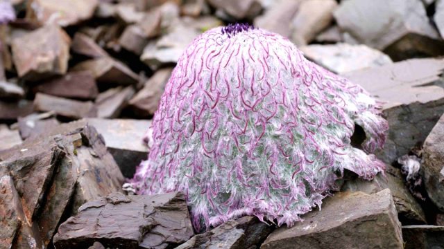 Соссюрея медуза (Saussurea medusa) Соссюрея медуза (Saussurea medusa)