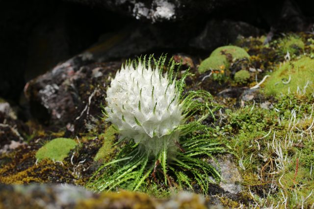 Соссюрея госсипофора (Saussurea gossipiphora) Соссюрея госсипофора (Saussurea gossipiphora)