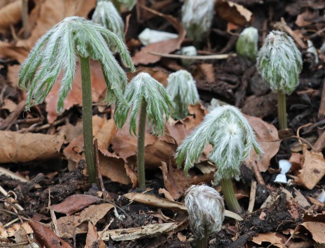 Какалия аконитолистная (Syneilesis aconitifolia) весной Какалия аконитолистная (Syneilesis aconitifolia) весной