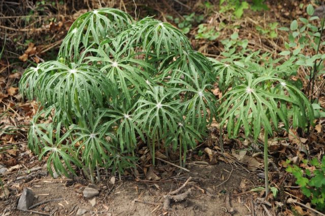 Какалия аконитолистная (Syneilesis aconitifolia) летом Какалия аконитолистная (Syneilesis aconitifolia) летом