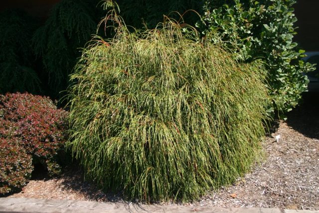 Туя складчатая «Випкорд» (Thuja plicata ‘Whipcord’) Туя складчатая «Випкорд» (Thuja plicata ‘Whipcord’)