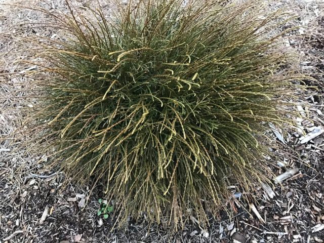 Туя западная (Thuja occidentalis) «Пинкушион» (‘Pinсushion’) Туя западная (Thuja occidentalis) «Пинкушион» (‘Pinсushion’)