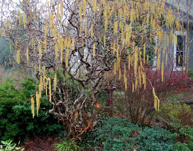 Лещина «Конторта» (Corylus avellana ‘Contorta’) Лещина «Конторта» (Corylus avellana ‘Contorta’)