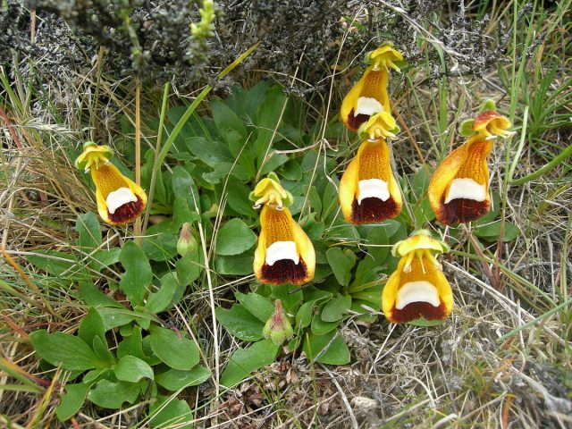 Кальцеолярия одноцветковая (Calceolaria uniflora) Кальцеолярия одноцветковая (Calceolaria uniflora)