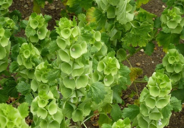 Молюцелла гладкая (Molucella laevis) Молюцелла гладкая (Molucella laevis)