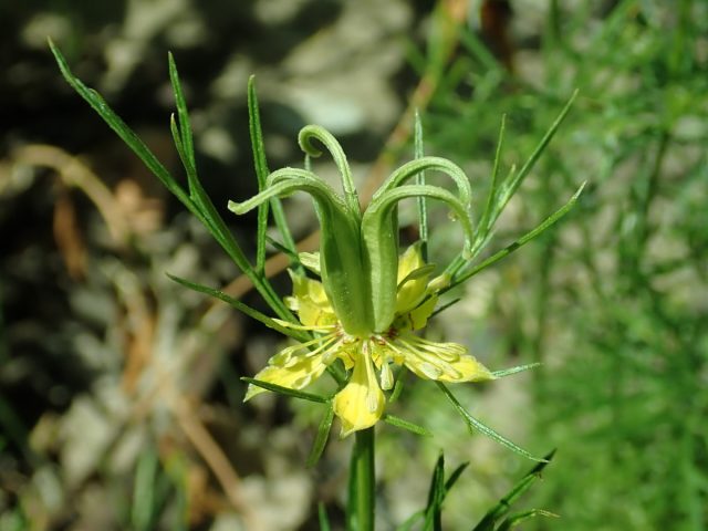 Нигелла восточная (Nigella orientalis) Нигелла восточная (Nigella orientalis)