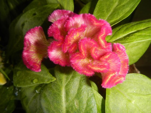 Фасциированная форма целозии серебристой (Celosia argentea var. Cristata), известная как "Петушиный гребешок" Фасциированная форма целозии серебристой (Celosia argentea var. Cristata), известная как "Петушиный гребешок"