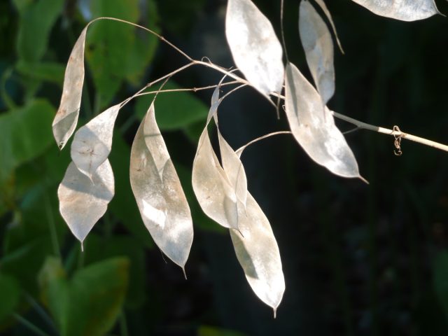 Лунник оживающий (Lunaria rediviva) Лунник оживающий (Lunaria rediviva)