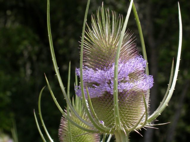 Ворсянка лесная (Dipsacus fullonum) Ворсянка лесная (Dipsacus fullonum)