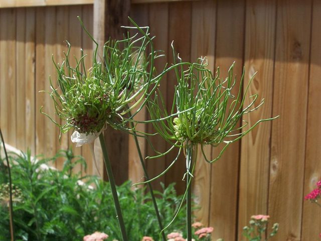 Гибрид "Хейр" лука виноградного (Allium vineale 'Hair') Гибрид "Хейр" лука виноградного (Allium vineale 'Hair')