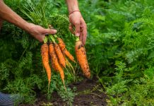 Как избавиться от сорняков без вреда для культурных растений