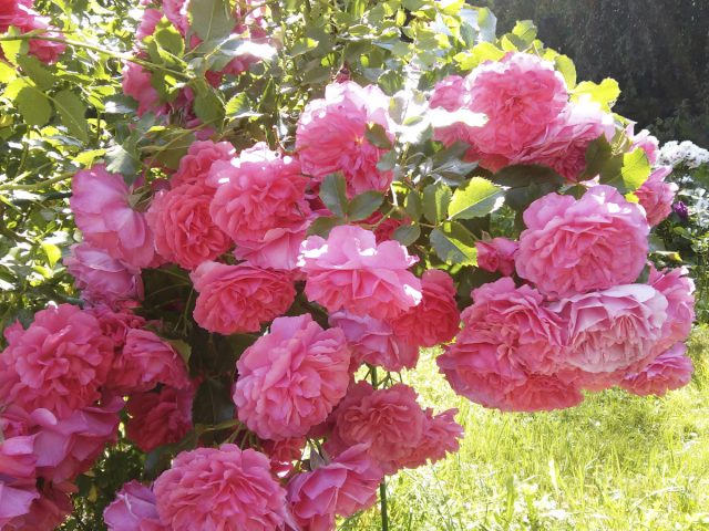 Плетистая роза «Розариум Ютерсен» (Climbing Rose ’Rosarium Uetersen’) Плетистая роза «Розариум Ютерсен» (Climbing Rose ’Rosarium Uetersen’)