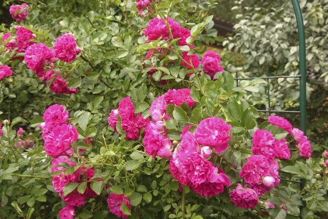 Плетистая роза «Эксельза» (Rosa ’Excelsa’) Плетистая роза «Эксельза» (Rosa ’Excelsa’)
