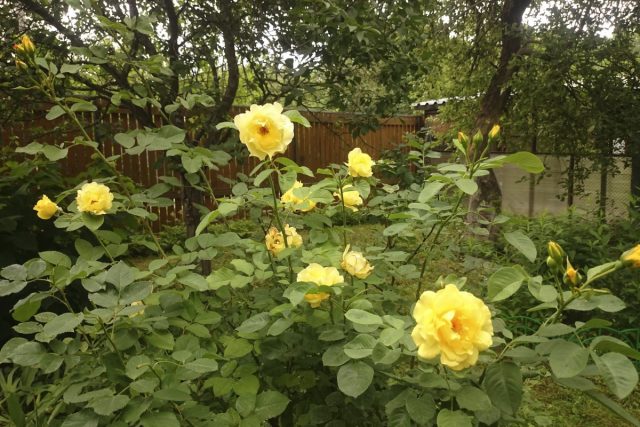 Плетистая роза «Голден Гейт» (Climbing rose ’Golden Gate’) Плетистая роза «Голден Гейт» (Climbing rose ’Golden Gate’)