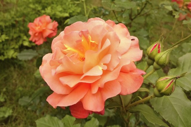 Парковая роза «Вестерлэнд» (Climbing rose ’Westerland’) Парковая роза «Вестерлэнд» (Climbing rose ’Westerland’)