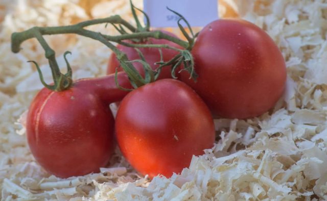 Любимым же сортом Ригина был "Де Барао", достигающий в высоту 4-5 м со вкусными плодами, подходящими для консервирования Любимым же сортом Ригина был "Де Барао", достигающий в высоту 4-5 м со вкусными плодами, подходящими для консервирования