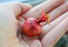 11 необычных фруктов, которые можно вырастить дома