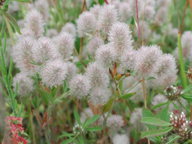Клевер пашенный, или кошачий (Trifolium arvense) - прямостоячее однолетнее растение с раскидистыми побегами 10-30 см в высоту. Клевер пашенный, или кошачий (Trifolium arvense) - прямостоячее однолетнее растение с раскидистыми побегами 10-30 см в высоту.
