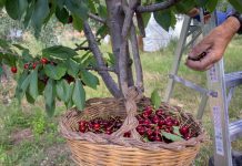 Можно ли вырастить вкусную черешню в Подмосковье?