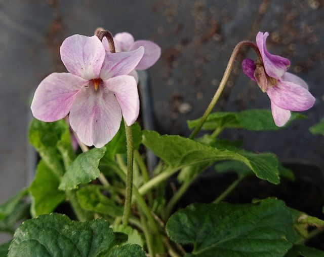 Фиалка душистая «Орхид Пинк» (Viola odorata 'Orchid Pink') Фиалка душистая «Орхид Пинк» (Viola odorata 'Orchid Pink')