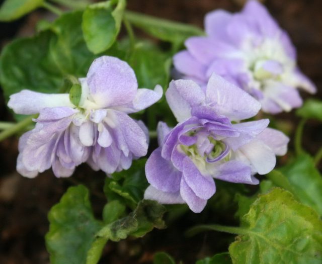 Фиалка душистая «Леди Хьюм Кэмпбелл» (Viola odorata 'Lady Hume Campbell') Фиалка душистая «Леди Хьюм Кэмпбелл» (Viola odorata 'Lady Hume Campbell')