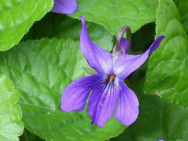 Фиалка душистая «Квин Шарлотта» (Viola odorata 'Queen Charlotte') Фиалка душистая «Квин Шарлотта» (Viola odorata 'Queen Charlotte')