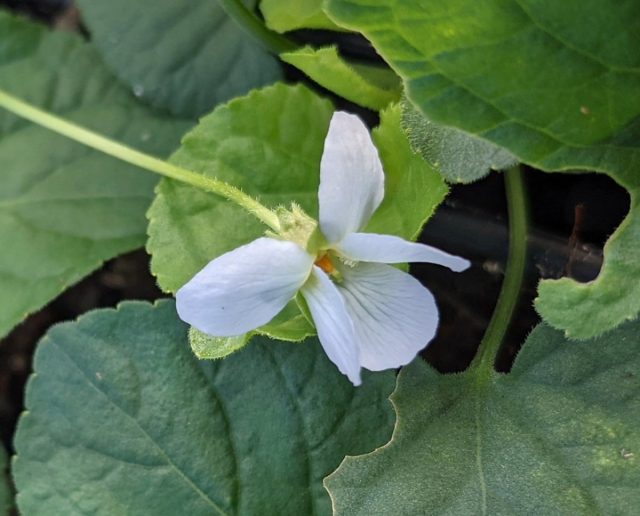 Фиалка душистая «Рейне де Неж» (Viola odorata 'Reine des Neiges') Фиалка душистая «Рейне де Неж» (Viola odorata 'Reine des Neiges')