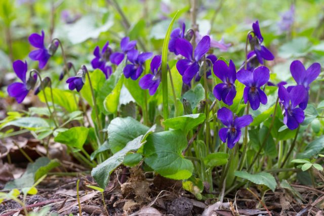 Фиалка душистая «Донау» (Viola odorata 'Donau') Фиалка душистая «Донау» (Viola odorata 'Donau')