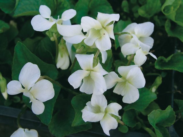 Фиалка душистая «Альба» (Viola odorata 'Alba') Фиалка душистая «Альба» (Viola odorata 'Alba')