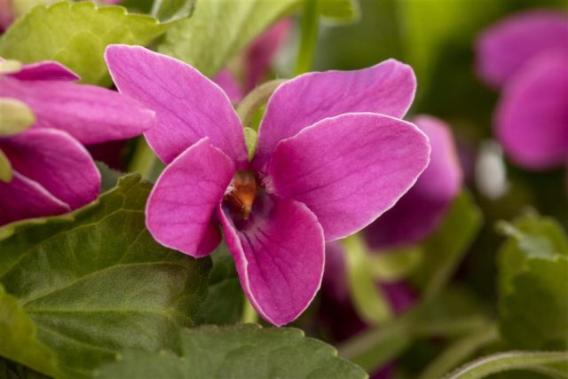 Фиалка душистая «Мелани» (Viola odorata 'Melanie') Фиалка душистая «Мелани» (Viola odorata 'Melanie')