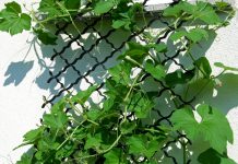 Преимущества подвязки кабачков: несложная процедура для качественного урожая