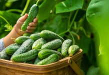 Что нужно знать о подкормках огурцов золой?