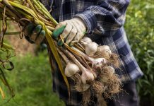 Когда убирать чеснок? Определяем зрелость и готовим луковицы к хранению.