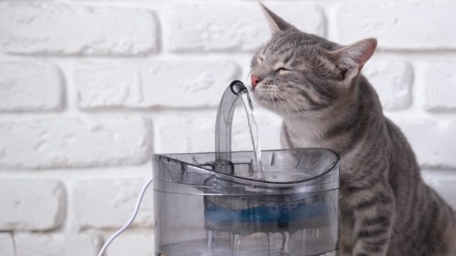 Кошки предпочитают пить проточную воду, к тому же поилки-фонтанчики создают звук журчания воды, который очень нравится питомцам. Кошки предпочитают пить проточную воду, к тому же поилки-фонтанчики создают звук журчания воды, который очень нравится питомцам.