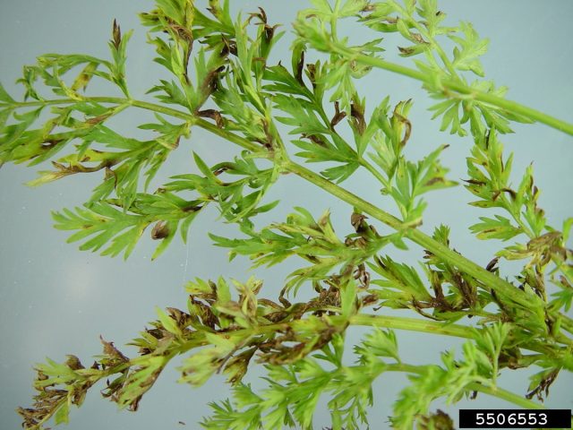 Симптомы альтернариоза листвы (Alternaria dauci и A. radicina) появляются по краям листьев в виде зеленовато-коричневых поражений. Симптомы альтернариоза листвы (Alternaria dauci и A. radicina) появляются по краям листьев в виде зеленовато-коричневых поражений.