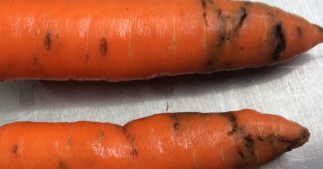 Питиозная пятнистость (Pythium) относится к категории грибов оомицетов и вызывает впалые поражения серого цвета на корнеплодах моркови. Питиозная пятнистость (Pythium) относится к категории грибов оомицетов и вызывает впалые поражения серого цвета на корнеплодах моркови.