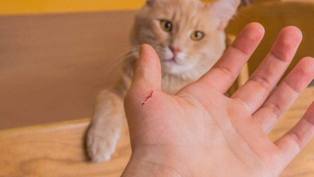В большинстве случаев кошачьи царапины поверхностные и повреждают только верхние слои кожи, что безопасно для большинства людей. В большинстве случаев кошачьи царапины поверхностные и повреждают только верхние слои кожи, что безопасно для большинства людей.