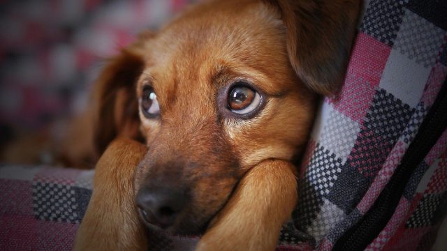 Это банальное игнорирование из-за отсутствия поощрения или непонимания, как же всё-таки выпросить у вас лакомство. Это банальное игнорирование из-за отсутствия поощрения или непонимания, как же всё-таки выпросить у вас лакомство.