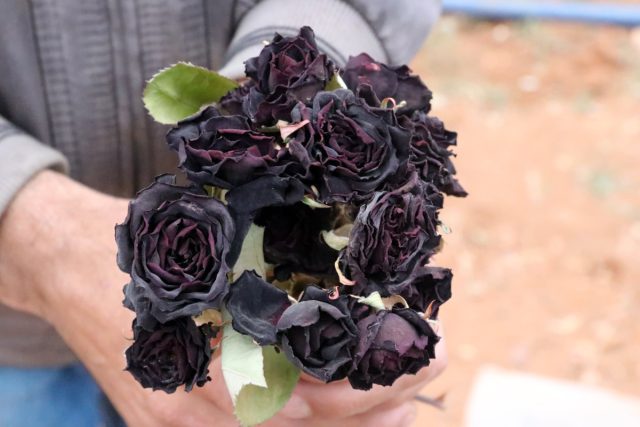 «Халфети Блэк» (Rosa 'Halfeti Black') считается экзотическим сортом, происходящим из небольшого гордка Халфети в Турции. «Халфети Блэк» (Rosa 'Halfeti Black') считается экзотическим сортом, происходящим из небольшого гордка Халфети в Турции.