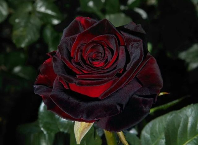 Сорт «Блэк Баккара» (Rosa 'Black Baccara') родом из Франции. Сорт «Блэк Баккара» (Rosa 'Black Baccara') родом из Франции.