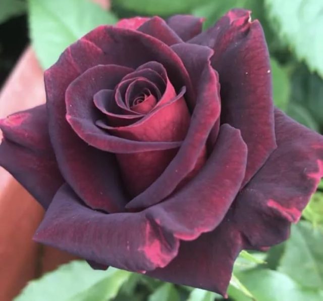 «Блэк Вельвет», или «Черный Бархат» (Rosa 'Black Velvet') очаровывает мягкими, бархатистыми черно-красными лепестками и имеет глубокий бордовый оттенок. «Блэк Вельвет», или «Черный Бархат» (Rosa 'Black Velvet') очаровывает мягкими, бархатистыми черно-красными лепестками и имеет глубокий бордовый оттенок.